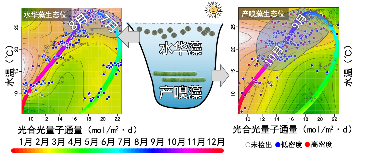 Seasonal succession process between MIB-producing algae and bloom-forming algae in a certain water reservoir