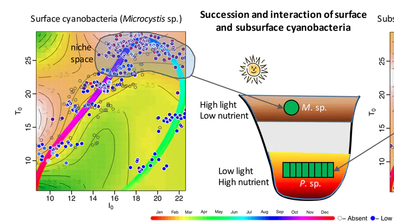 Science of the Total Environment: Succession and interaction of surface and subsurface cyanobacterial blooms in oligotrophic/mesotrophic reservoirs: a case study in Miyun Reservoir